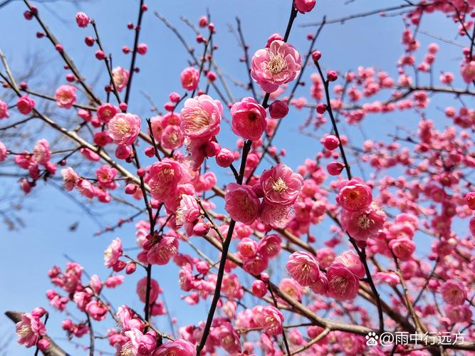 广东广州：梅花绽放迎客来